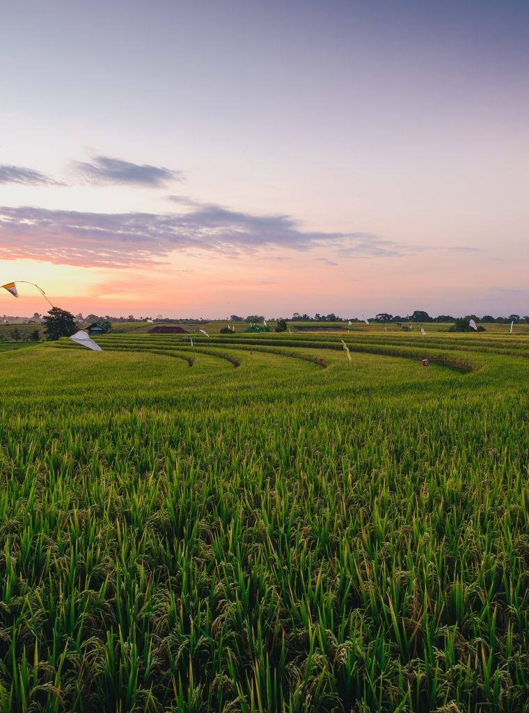 Beautiful view of a field covered in green grass captured in Canggu, Bali A beautiful view of a field covered in green grass captured in Canggu, Bali