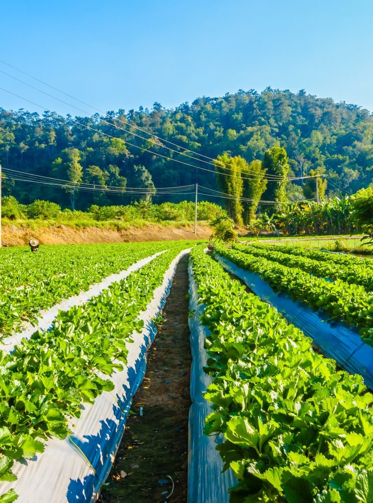 Strawberry field Beautiful landscape strawberry field and farm